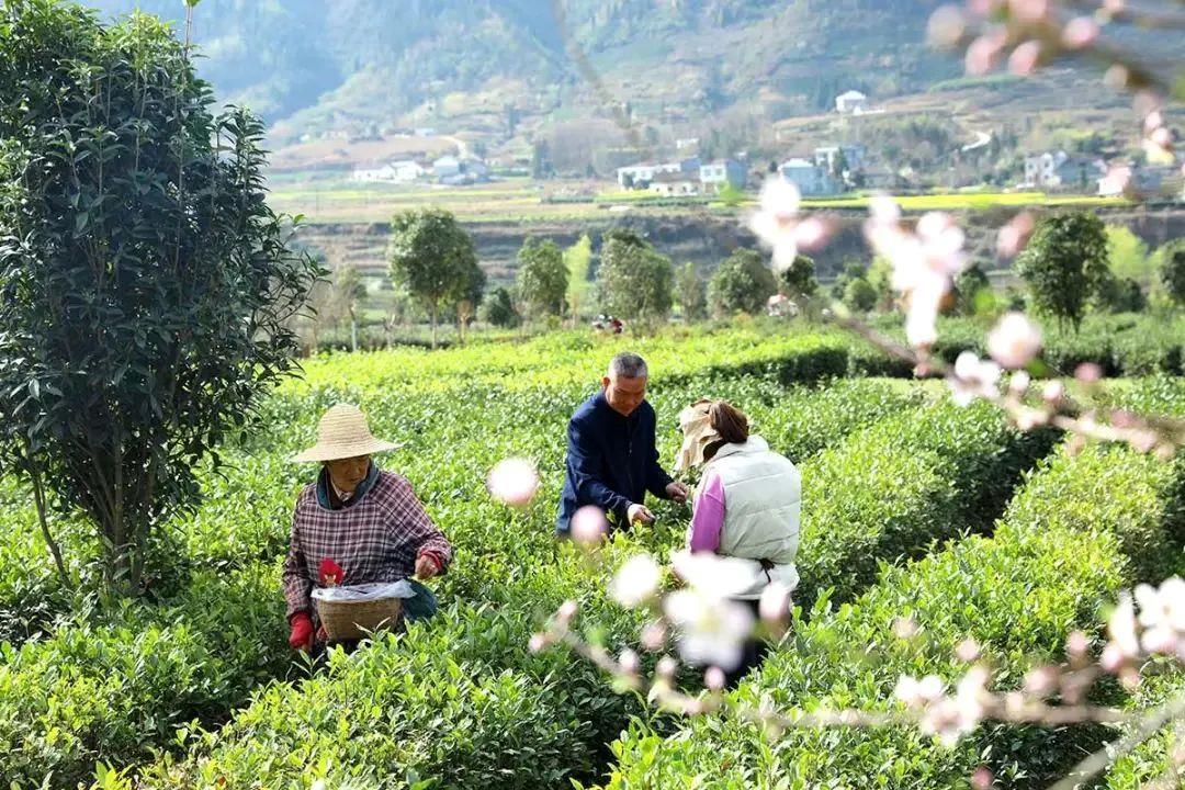 陕西平利走出“因茶致富、因茶兴业”的产业兴旺之路。