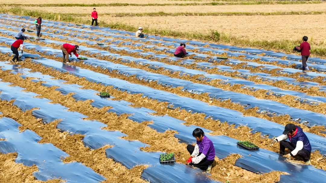 罗定泗纶：盘活冬闲“沉睡田” 规模种植“致富瓜”