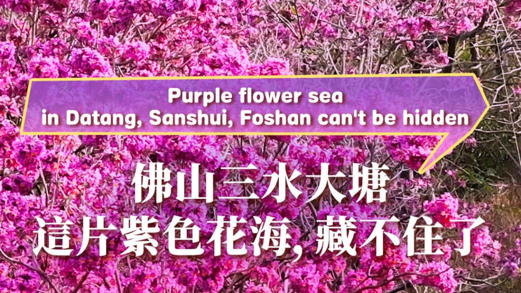 Purple flower sea in Datang, Sanshui, Foshan can't be hidden