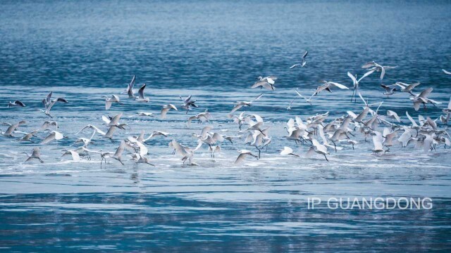 Look up—"Little Elves" in the sky dancing freely