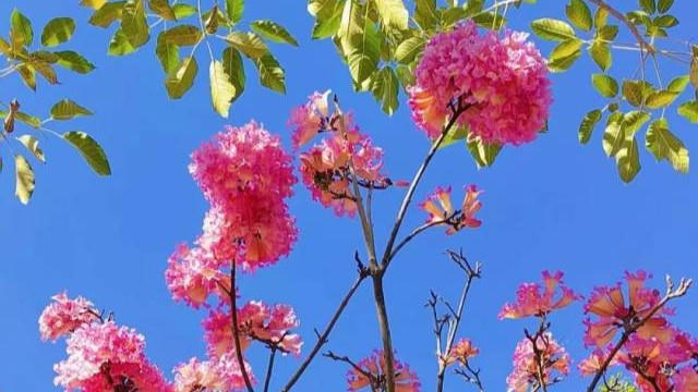 Blooms in winter draw crowds to Liuhua Lake Park in Guangzhou