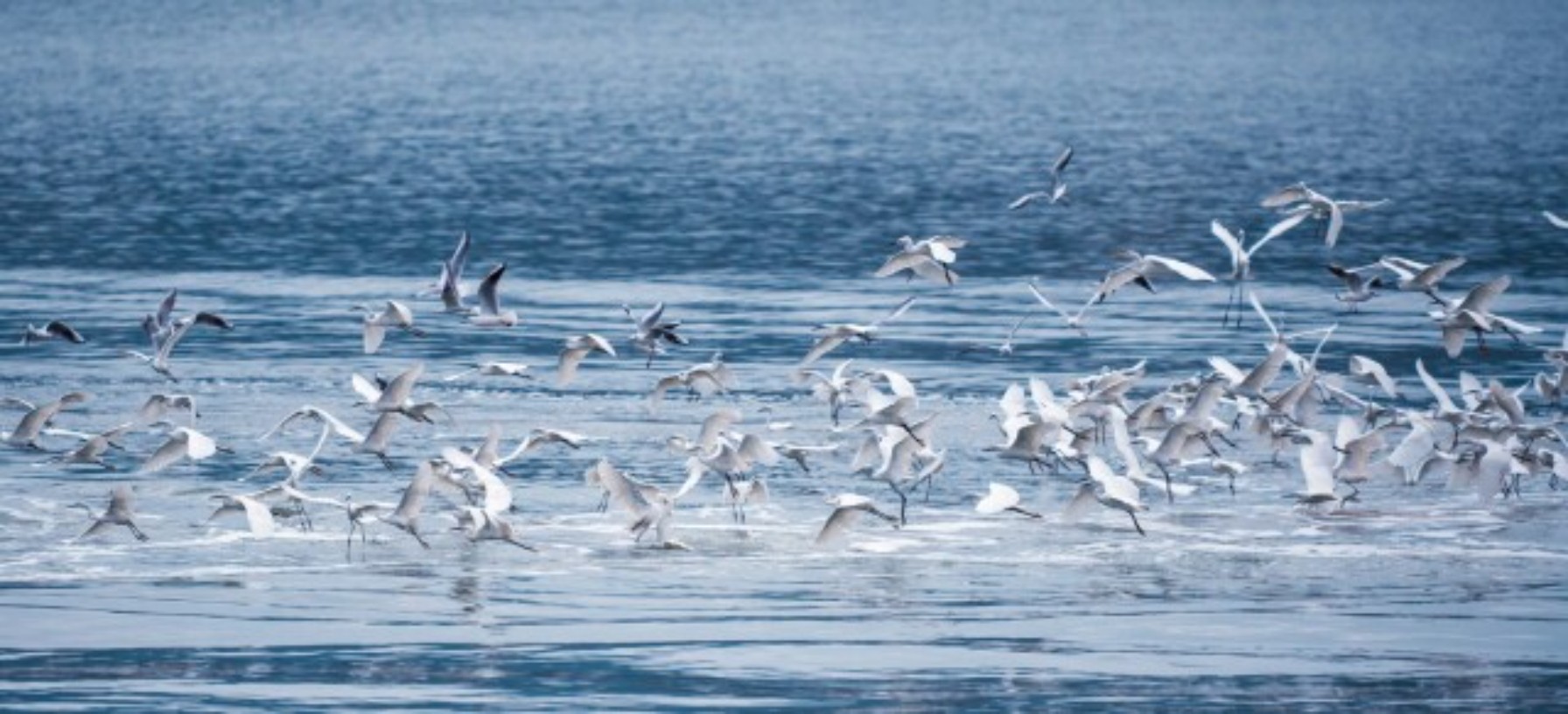 Look up—"Little Elves" in the sky dancing freely