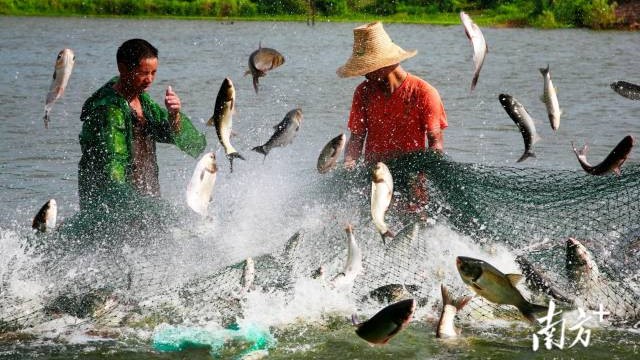 Global demand for Nansha mud crabs boosts Guangzhou's marine industry