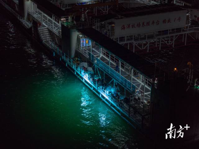6月7日，晚上，养鱼人和游客一起在平台上钓鱿鱼，海钓是“格盛1号”的特色旅游项目。