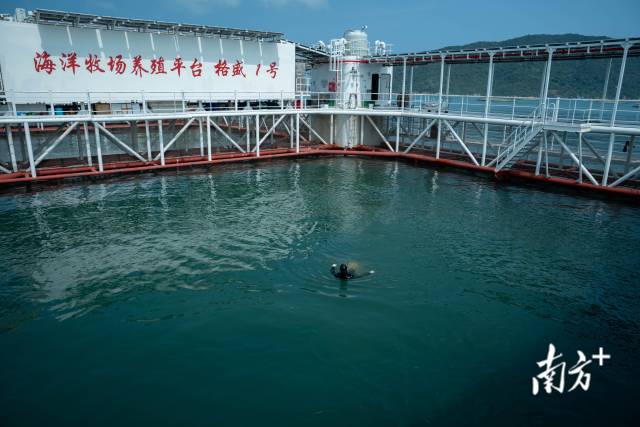 4月9日，潜入水下观察完章红鱼的生长状况后，黄锦尧浮出了水面。