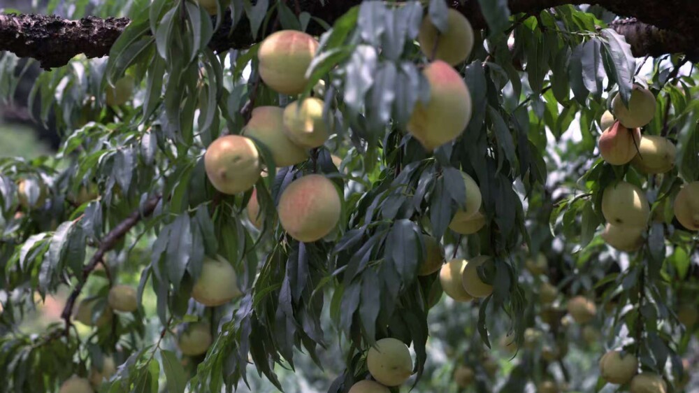 Guangzhou Lütian harvests 56 tons of ripe green eagle's beak peaches