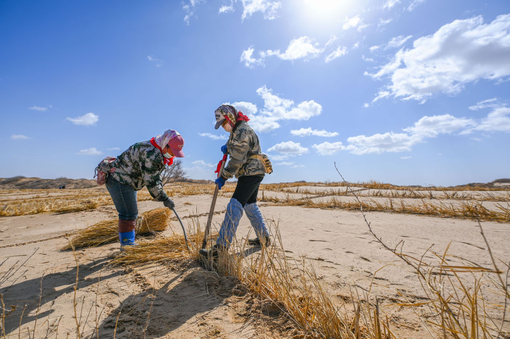 2024年3月28日，治沙工人在内蒙古通辽市科尔沁左翼后旗阿古拉镇的沙地里打草方格。