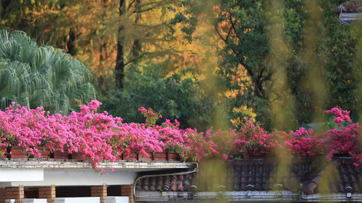 Guangzhou's bald cypress trees turn red after cold snap