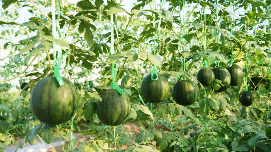 Transnational journey of Zhanjiang seeds