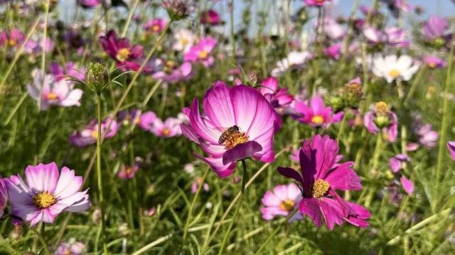 Jiangmen's floral escape: Enjoy cosmos flowers in Guanlan Lake Park