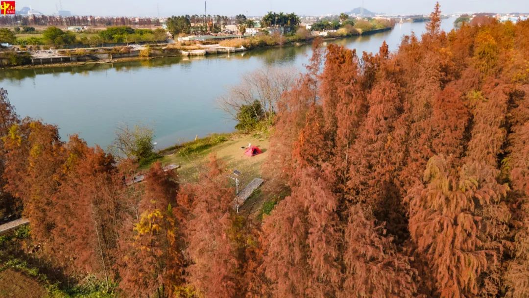 Zhongshan's winter palette: Bald cypresses create dreamlike Lingnan winter scene