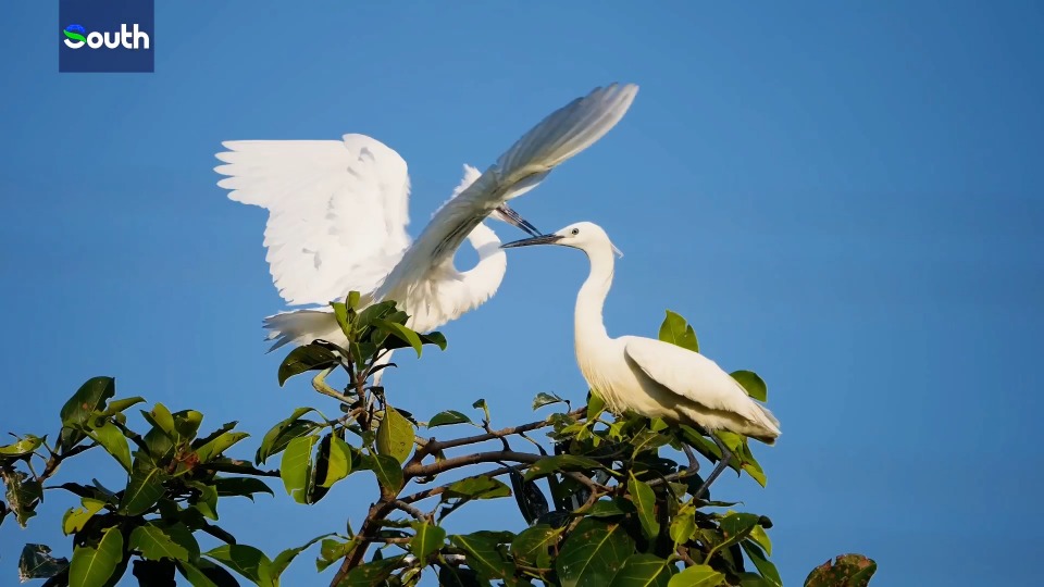 Listen to a symphony of birdsong echoes in Zhuhai