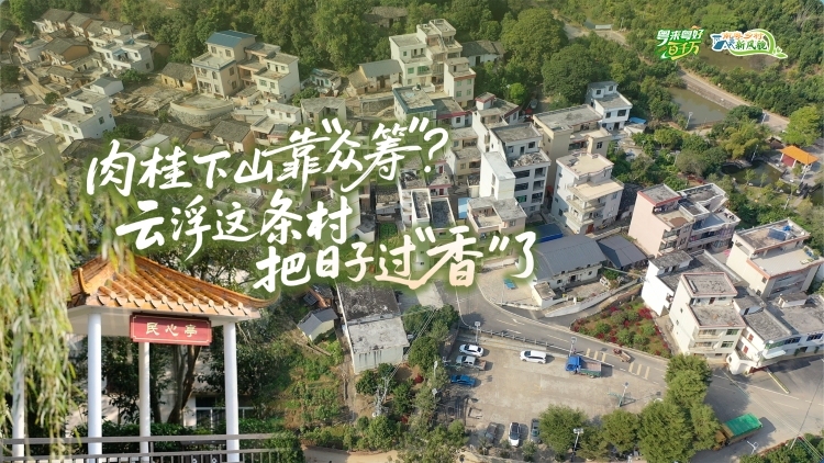 肉桂下山靠“众筹”？云浮这条村把日子过“香”了｜粤来粤好百千万