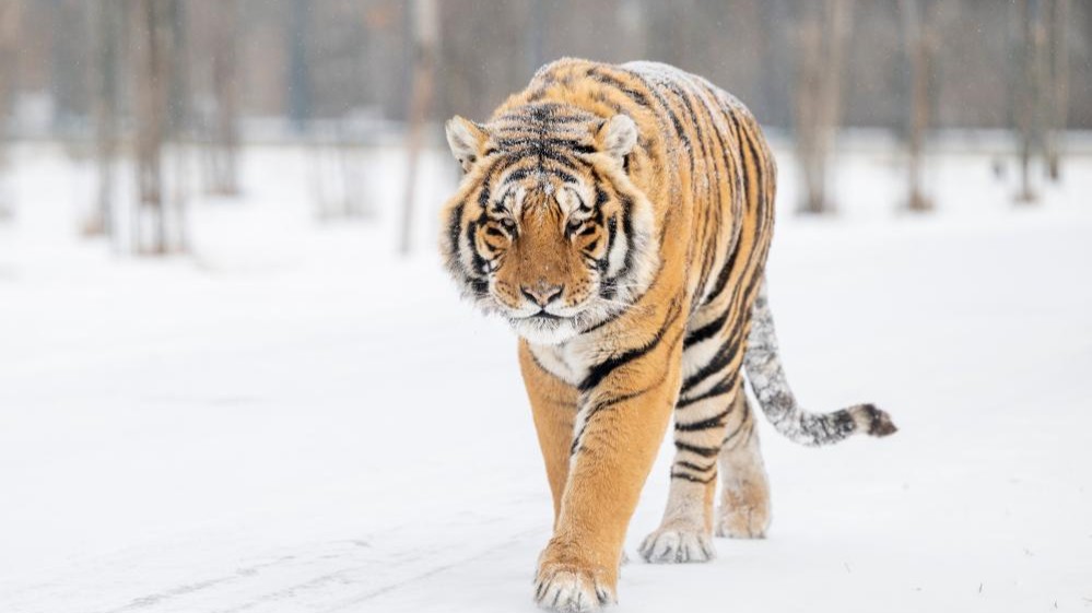 In pics: snow-covered Siberian Tiger Park in Harbin