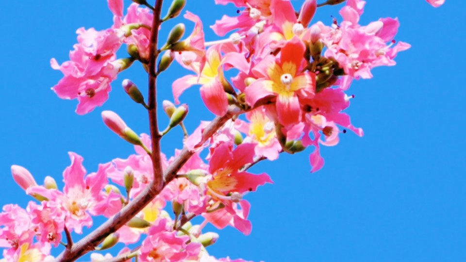 Fluttering flowers blanket the city in romance