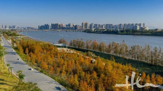 Zhuhai's winter romance: A golden date with bald cypresses