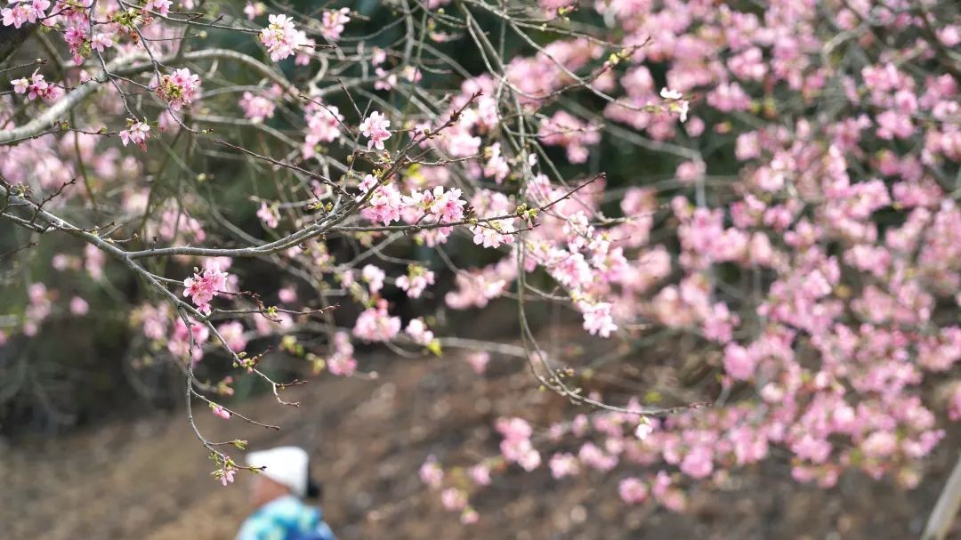 In pics | Stunning cherry blossoms in Yunfu's Dawang Mountain National Forest Park