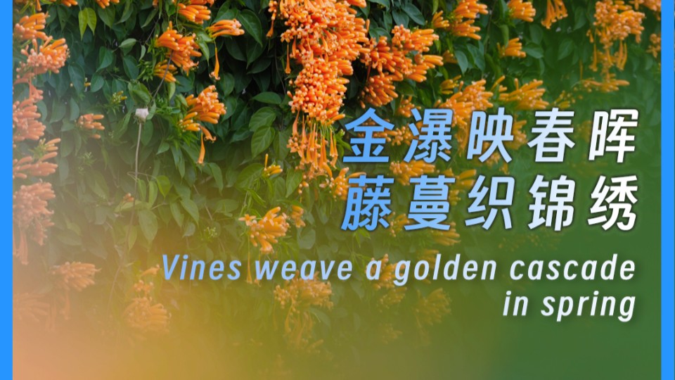 Vines weave a golden cascade in spring