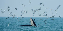 Bryde's whale makes rare appearance in Shenzhen