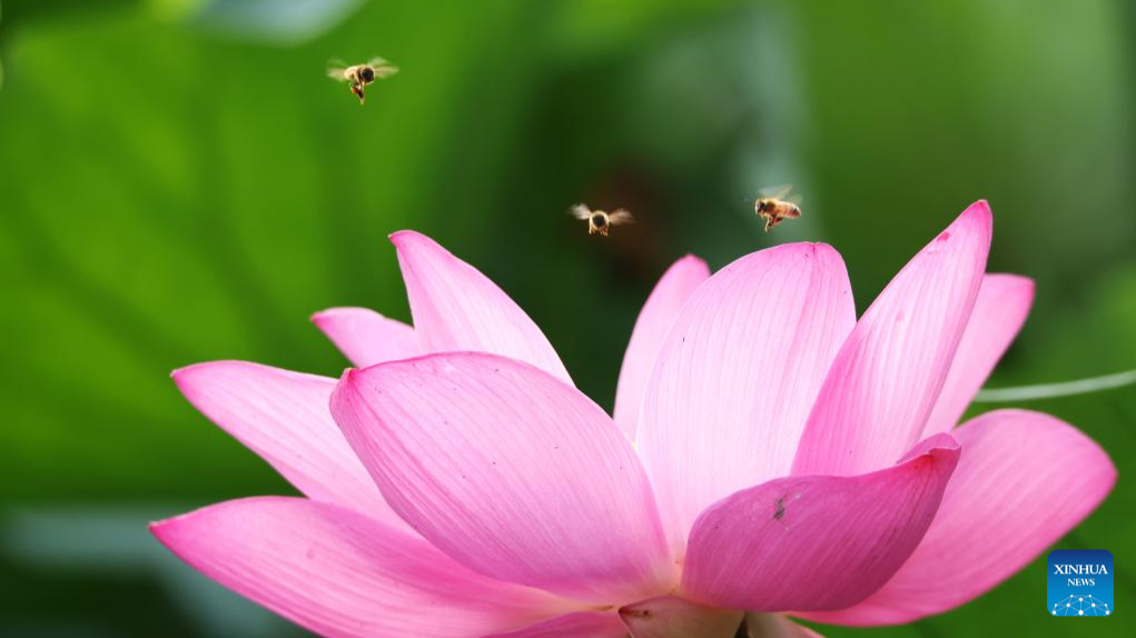 Lotus flowers in full bloom across China