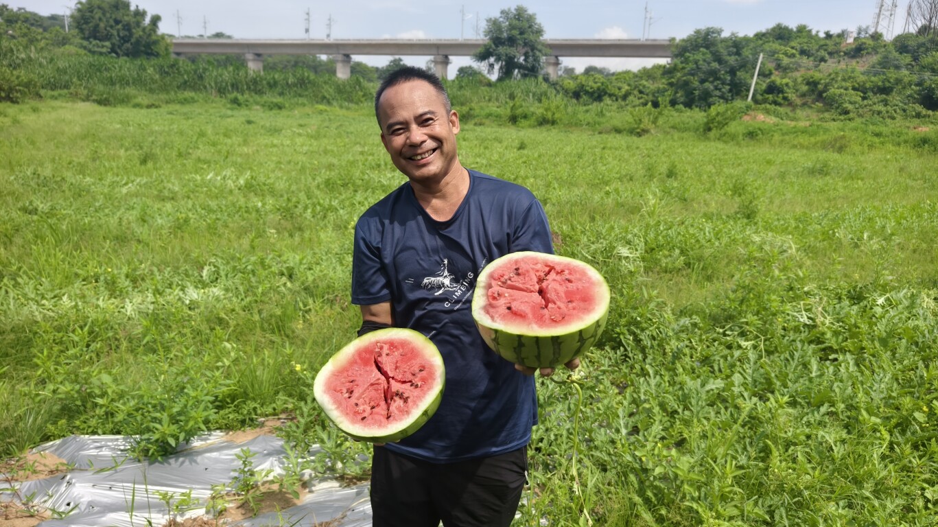 镇能量丨新兴县东成镇云河村：百亩土地焕生机 西瓜玉米双丰收
