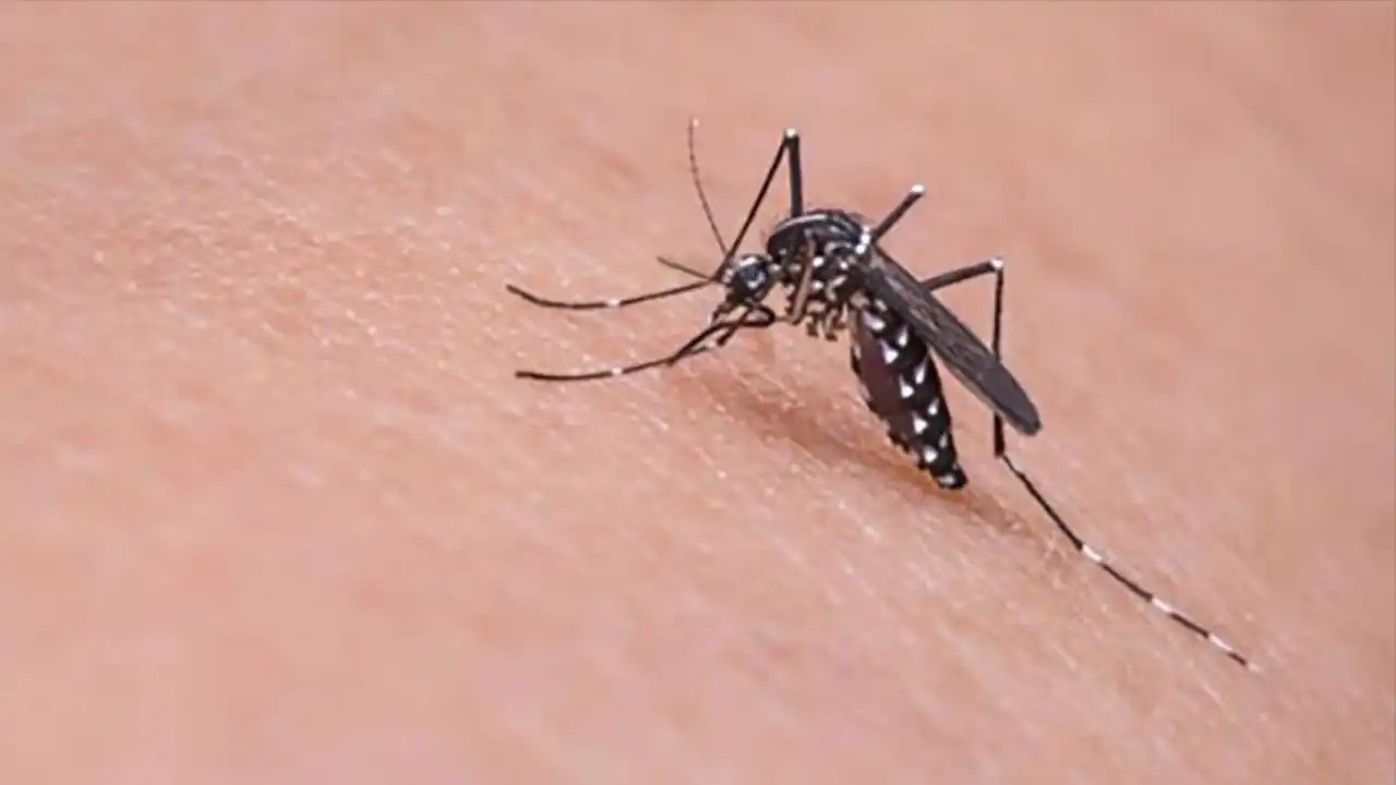 广州发布倡议书：清积水 灭蚊虫 做防护 预防“两热”