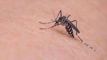 广州发布倡议书:清积水 灭蚊虫 做防护 预防“两热” 广州发布倡议书:清积水 灭蚊虫 做防护 预防“两热”