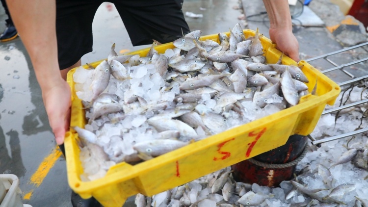 海关总署：全面暂停进口日本水产品