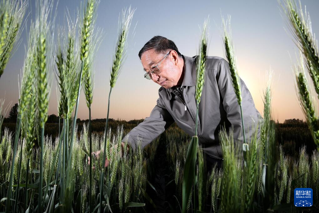 　　李振声院士在中国科学院遗传与发育生物学研究所农业资源研究中心南皮生态农业试验站的试验田里（2014年5月5日摄）。 新华社记者 金立旺 摄
