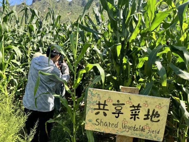 青年养老院的一项活动，大家在菜地里掰玉米。（南方周末记者 陈荃新 / 摄）