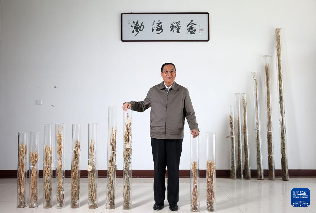 　　李振声院士在中国科学院遗传与发育生物学研究所农业资源研究中心南皮生态农业试验站展示历次杂交后获得的小麦品种的标本（2014年5月5日摄）。 新华社记者 金立旺 摄