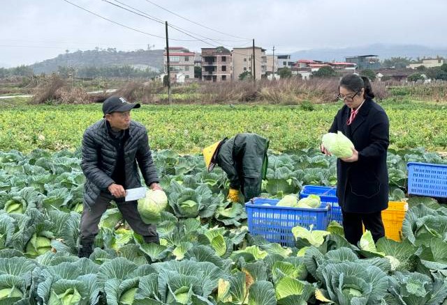 全国人大代表黄秀芬：为壮大乡村特色产业建言，把村民心声带到两会