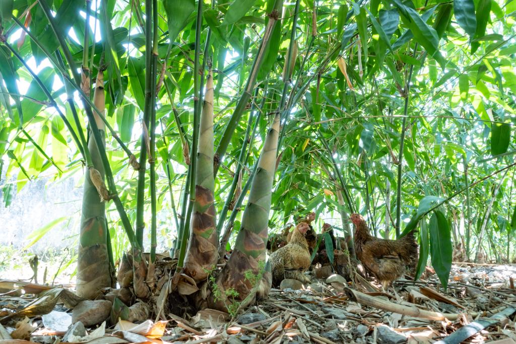 图为广东清远英德市大站镇下楼村麻竹笋。（受访者供图）