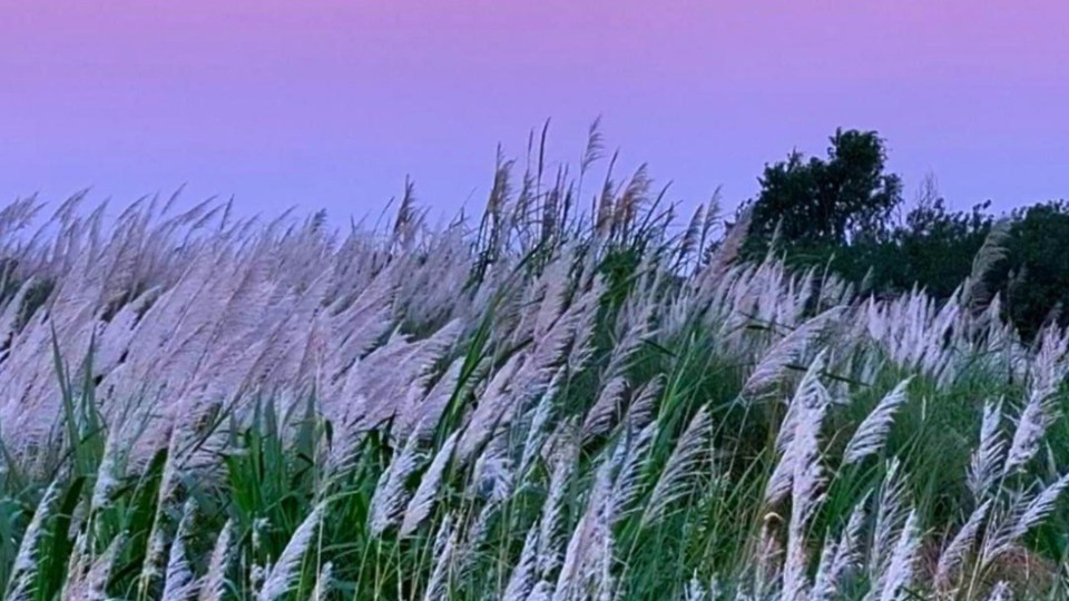 Reeds swaying in autumn breeze by waterside