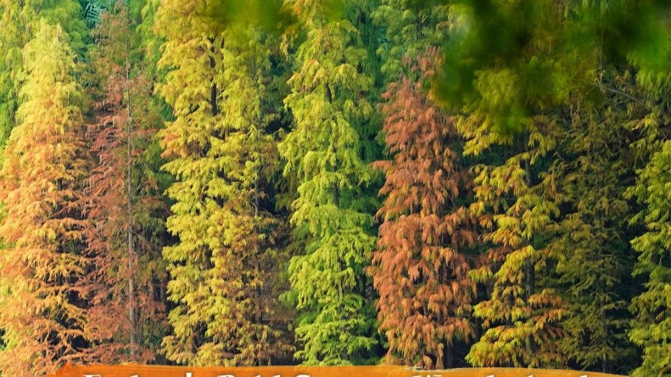 Foshan's Bald Cypress Wonderland comes alive like an oil painting
