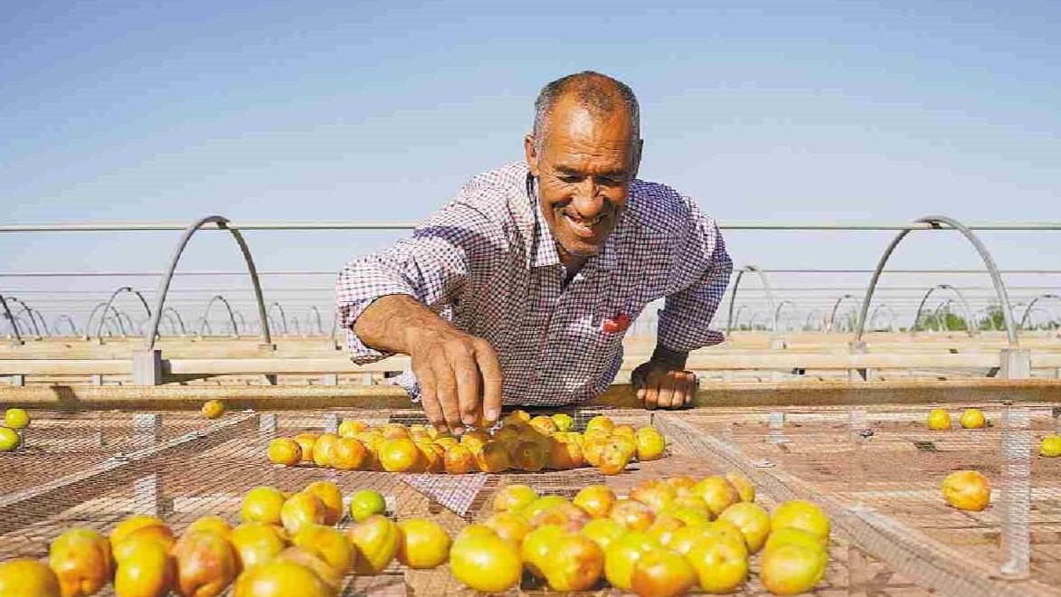 “疆品南下 粤品北上”，跨越山海的百亿工程如何炼成？