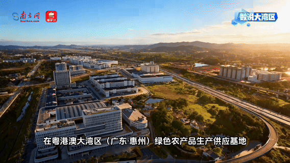 从70万吨“大粮库”看见湾区粮食安全底气 从70万吨“大粮库”看见湾区粮食安全底气