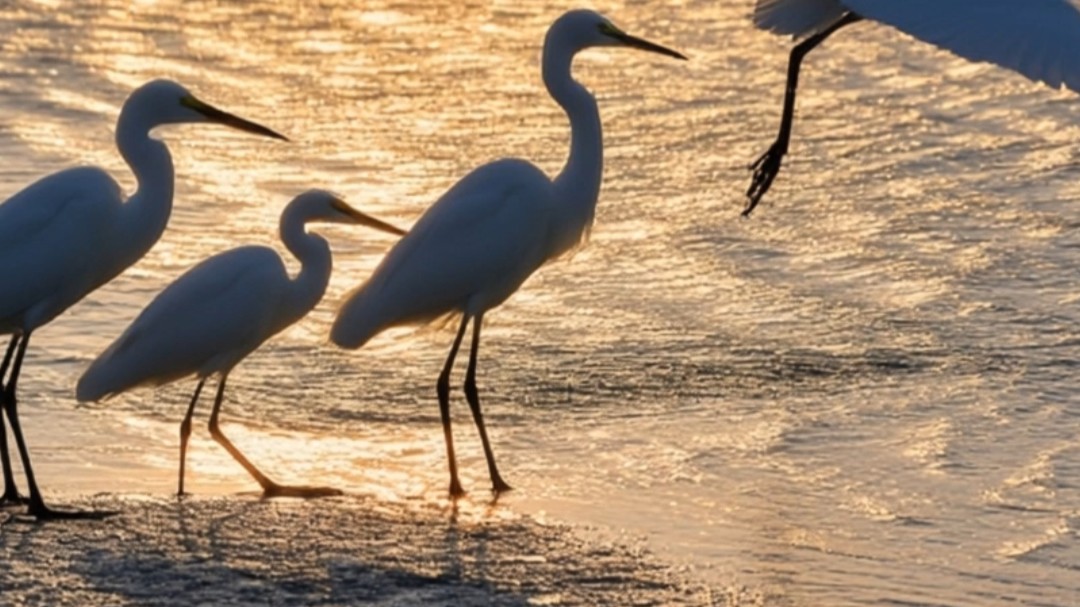 Morning glow lures egrets to take flight in Gaoyao, Zhaoqing