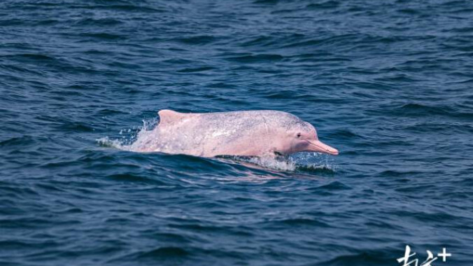 Guangdong's top officials invite media to see white dolphins and watch 15th National Games