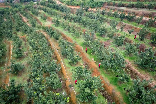 化州化橘红种植基地。受访者供图