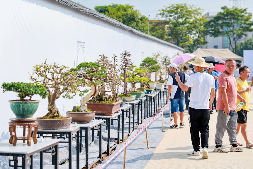 Guangzhou's Nansha hosts bonsai art and culture festival till Oct. 4