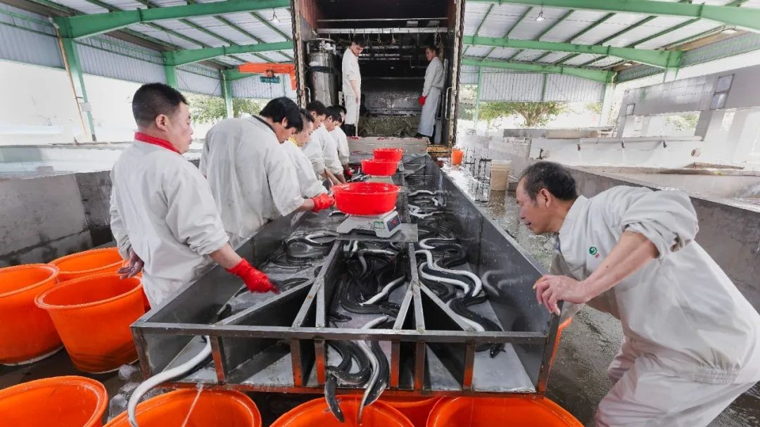 Taishan promotes eel farming for economic growth