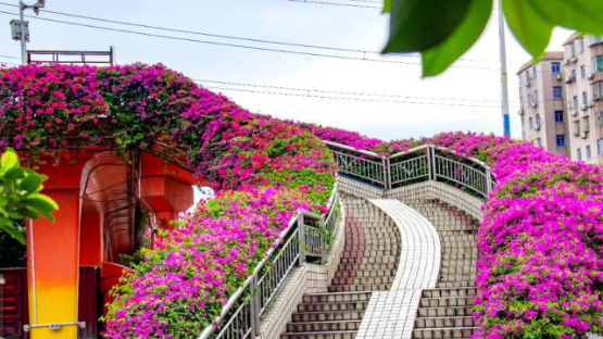 Paperflowers bloom brilliantly in Guangzhou's Huangpu