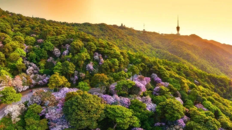 Le Festival du Rhododendron moulmainense a lieu dans le mont Wutong de Shenzhen
