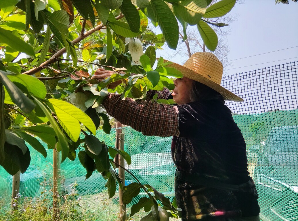 云安区都杨镇降水村做好“土特产”大文章