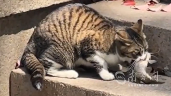 掌声在哪里？小猫捕鱼快准狠全场欢呼！