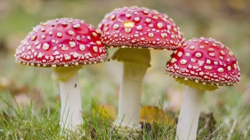 罗定专题部署防控工作 严防有毒野生动植物流入餐桌