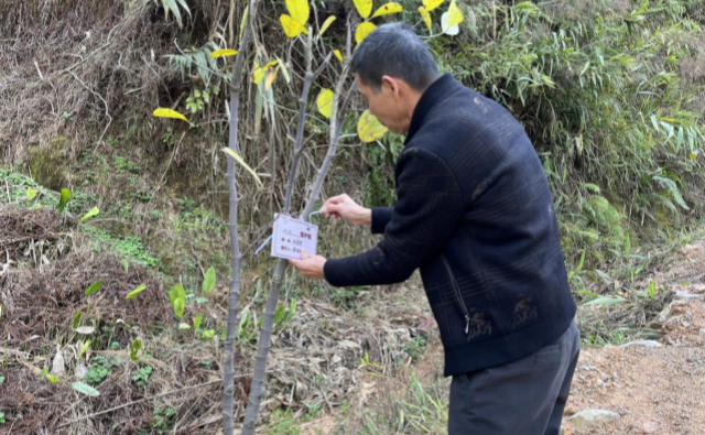 云城区思劳镇：干群齐动手，护苗助绿美