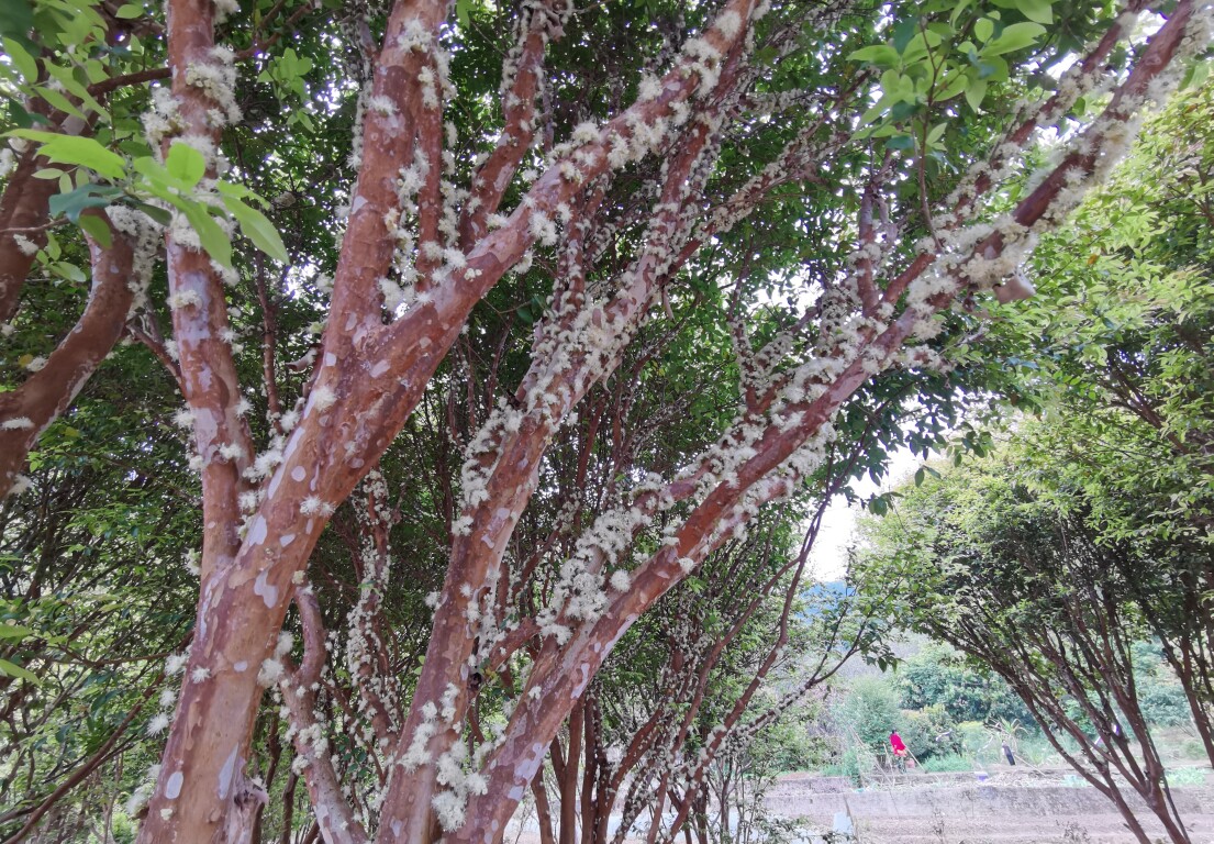 云城区云城街道鹏石村：嘉宝果花盛开