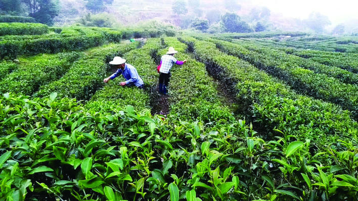 广东澳洲茶树种植图片